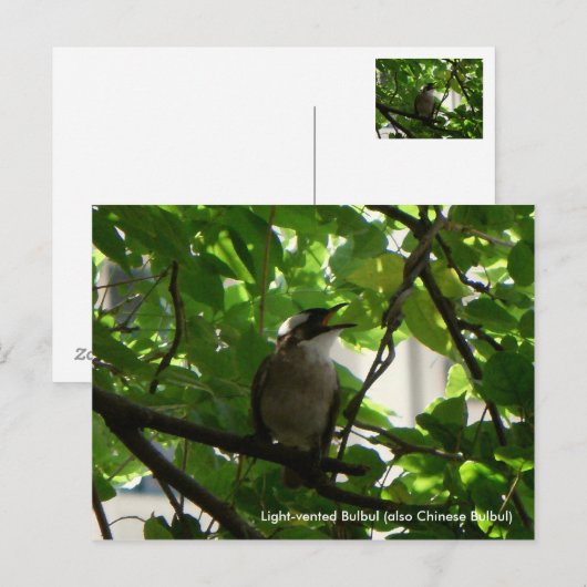 Singvogel/Chinesischer Bulbul Postkarte (Vorne/Hinten)