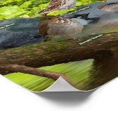 Singvögel im Westen Poster (Ecke)