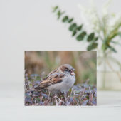Singvogel Postkarte (Stehend Vorderseite)