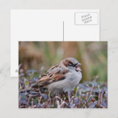 Singvogel Postkarte (Vorne/Hinten)