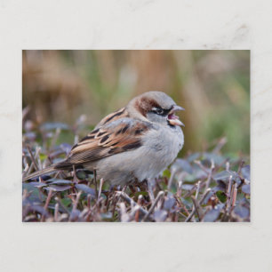 Singvogel Postkarte