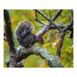 Sinister Eichhörnchen 24 x 20 Kodak Pro Foto Paper