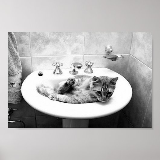 sink_cats_12 Haustiere Kühe zart Poster (Vorne)