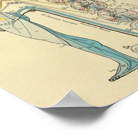 Sinneservation Nerven Medikale Anatomie Diagramm Poster (Ecke)