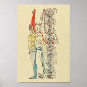 Sinneservation Nerven Medikale Anatomie Diagramm Poster (Vorne)