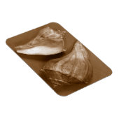 Sinnliche Muscheln Magnet (Rechte Seite)
