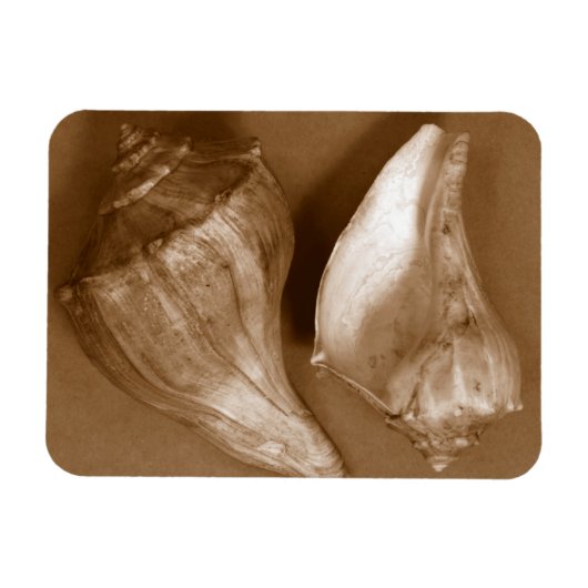 Sinnliche Muscheln Magnet (Horizontal)