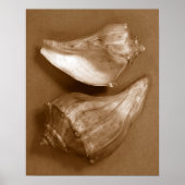 Sinnliche Muscheln Poster (Vorne)