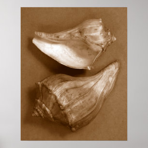 Sinnliche Muscheln Poster