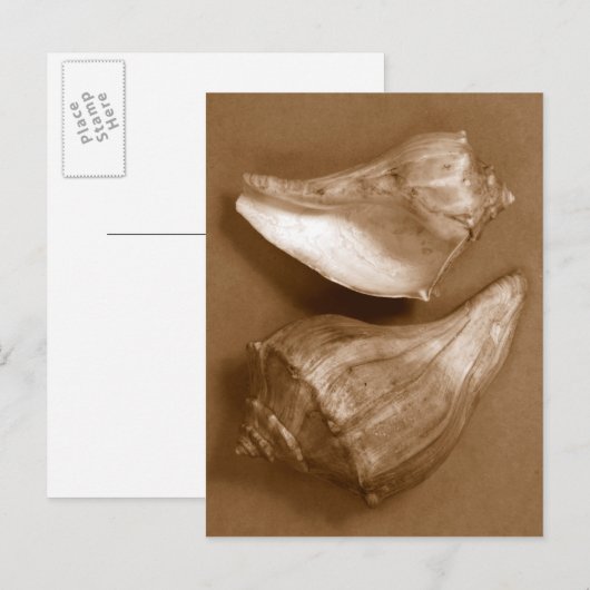 Sinnliche Muscheln Postkarte (Vorne/Hinten)