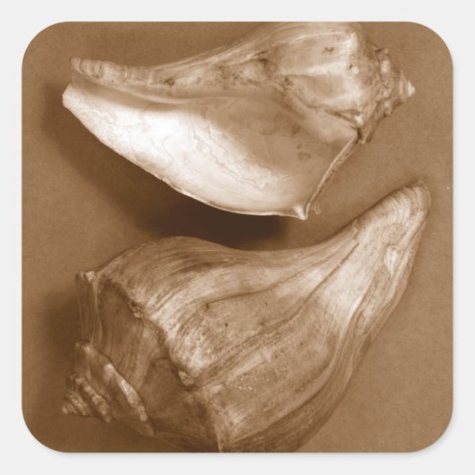 Sinnliche Muscheln Quadratischer Aufkleber (Vorderseite)