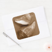 Sinnliche Muscheln Quadratischer Aufkleber (Umschlag)