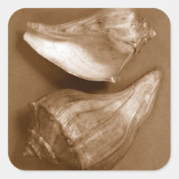 Sinnliche Muscheln