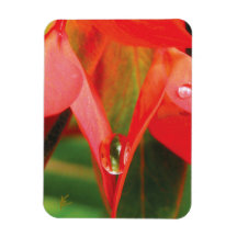 Sinnliche, rote Blütenblätter mit Tau, sexy Blume