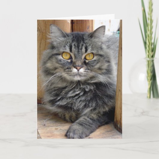 Sinti und Roma-Card Karte (Vorderseite)