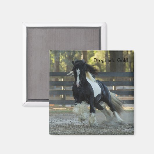 Sinti und Roma Gold Sinti und Roma Vanner Drogheda Magnet (Vorderseite/Rückseite)