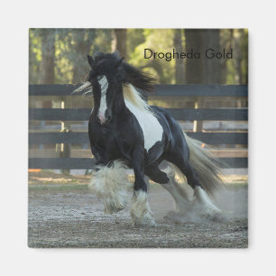 Sinti und Roma Gold Sinti und Roma Vanner Drogheda Magnet