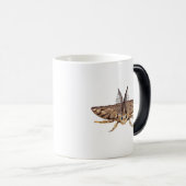 Sinti und Roma-Moth, Lymantria dispar zoologisch Verwandlungstasse (VorderseiteRechts)