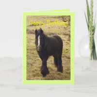Sinti und Roma Pony Geburtstagskarte