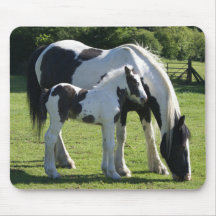 Sinti und Roma Vanner Horse Mare and Foal