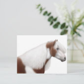 Sinti und Roma Vanner Horse Postcard Postkarte (Stehend Vorderseite)