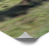 Sinti und Roma Vanner Pferde laufen Poster (Ecke)