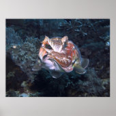 Siphon Flash Poster (Vorne)