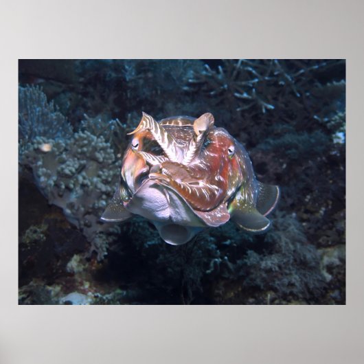 Siphon Flash Poster (Vorne)