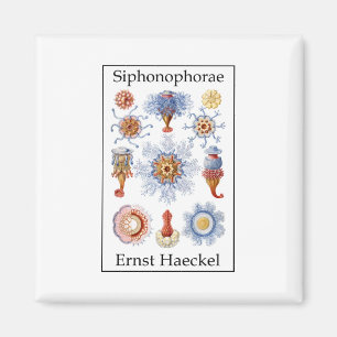 Siphonophorae durch Ernst Haeckel Magnet