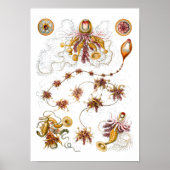 Siphonophorae Ernst Haeckel Fine Art Poster (Vorne)