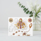 Siphonophorae Ernst Haeckel Fine Art Postkarte (Stehend Vorderseite)