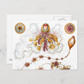 Siphonophorae Ernst Haeckel Fine Art Postkarte (Vorne/Hinten)