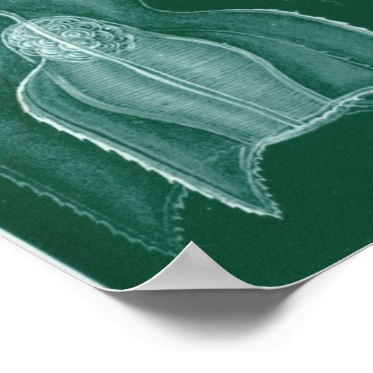 Siphonophorae Poster (Ecke)