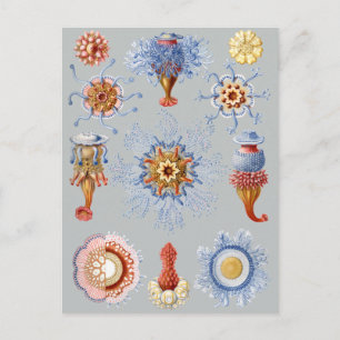 Siphonophorae Postkarte