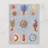 Siphonophorae Postkarte (Vorderseite)