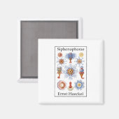 Siphonophorae von Ernst Haeckel Magnet (Vorderseite/Rückseite)