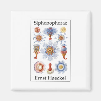 Siphonophorae von Ernst Haeckel Magnet