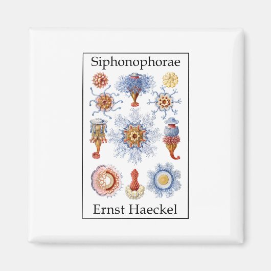 Siphonophorae von Ernst Haeckel Magnet (Vorne)