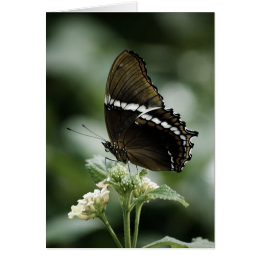 Siproeta-Karte (Vorne)