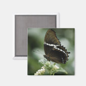 Siproeta Magnet (Vorderseite/Rückseite)