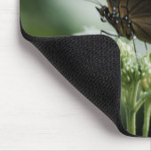 Siproeta Mousepad (Ecke)