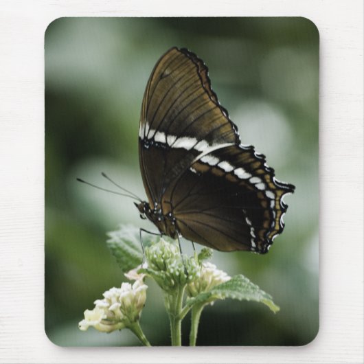 Siproeta Mousepad (Vorne)