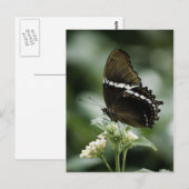 Siproeta Postkarte (Vorne/Hinten)