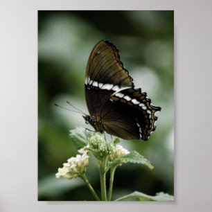 Siproeta Print Poster