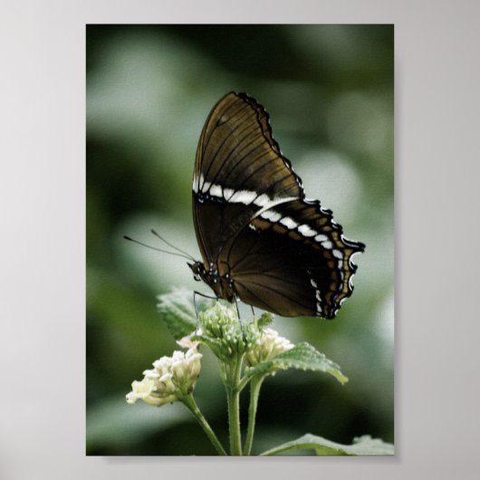 Siproeta Print Poster (Vorne)