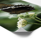Siproeta Print Poster (Ecke)
