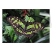 Siproeta stelenes (Vorderseite (Horizontal))