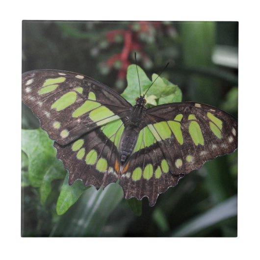 Siproeta stelenes fliese (Vorderseite)