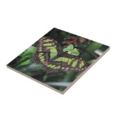 Siproeta stelenes fliese (Seite)