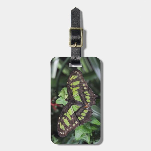 Siproeta stelenes gepäckanhänger (Vorderseite vertikal)